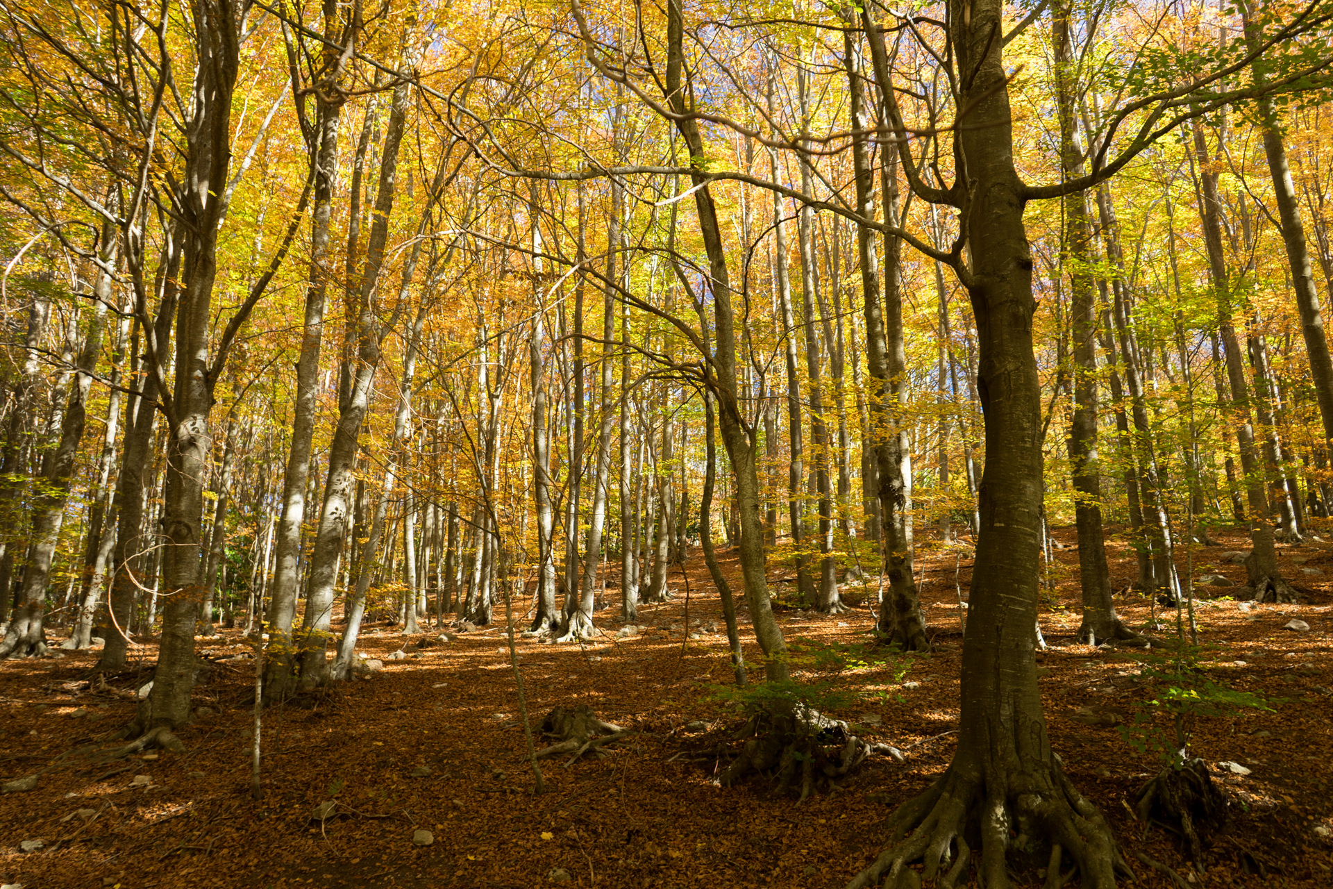 Fageda de Montseny (Barcelona)