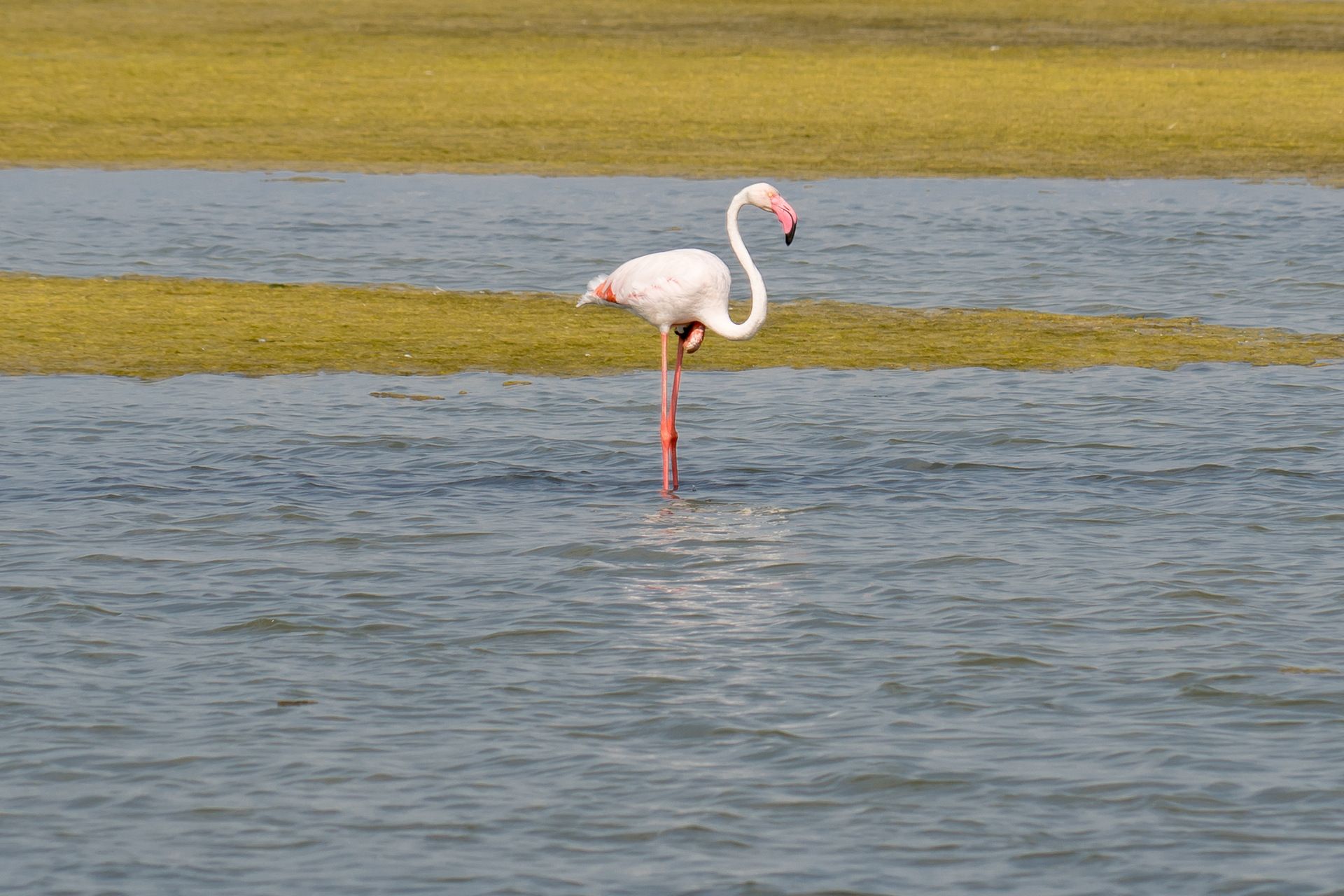 Delta del Ebro (Tarragona)