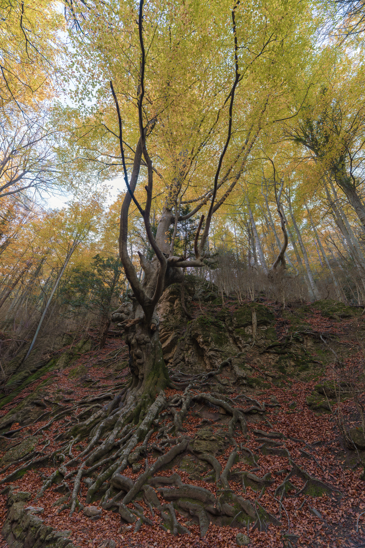 Fageda del Retaule (Els Ports)
