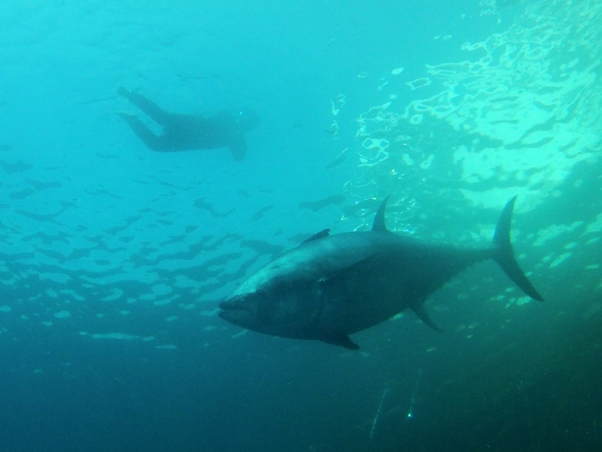 Tuna Tour (Tarragona)